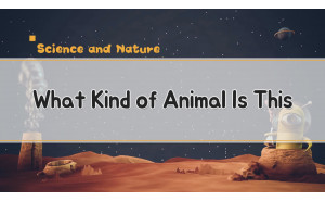 What Kind of Animal Is This?