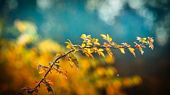 autumn-leaves-branch-bright-autumn-mood-emerge-october-atmospheric-mood-thumbnail.jpg